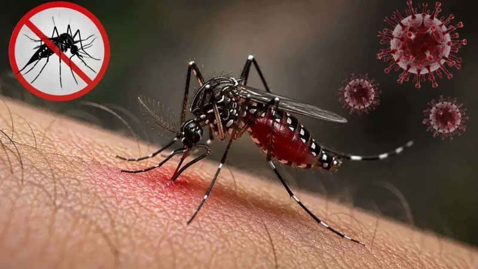 ডেঙ্গু: অক্টোবরের ১৮ দিনে মৃত্যু একশ ছাড়াল