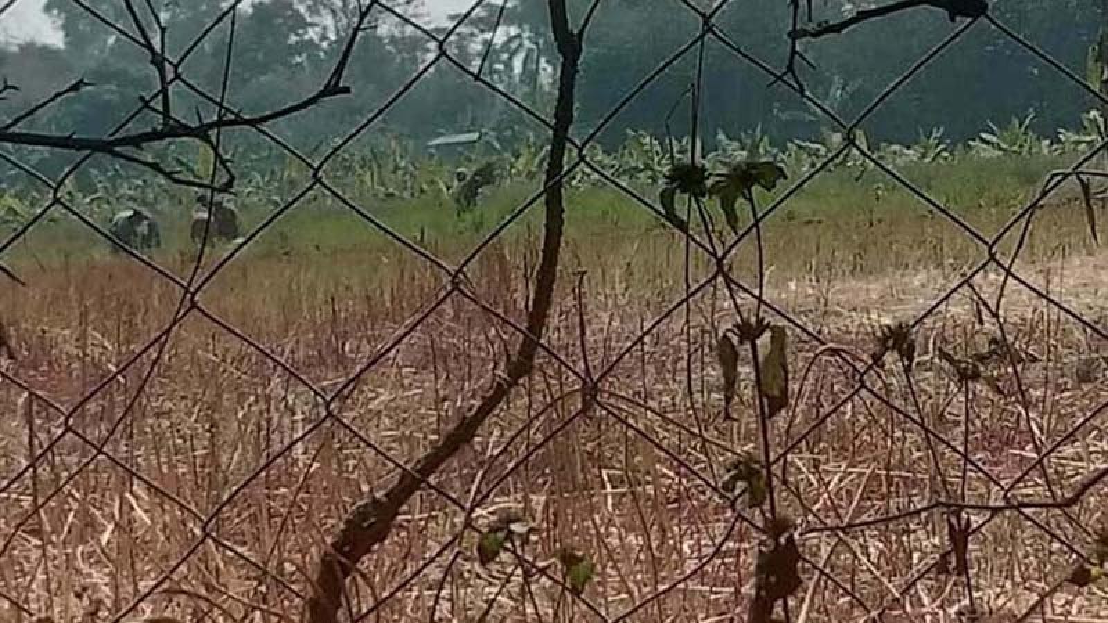 ধামইরহাটে ১৪৪ ধারা ভঙ্গ করে কৃষকের সরিষা কেটে নিল প্রতিপক্ষ