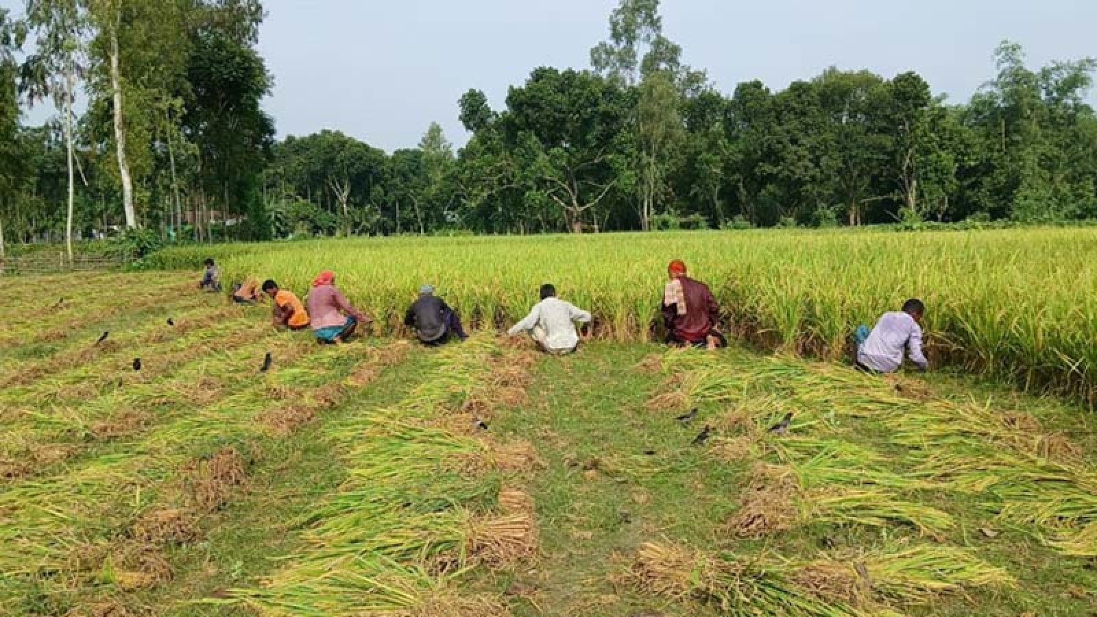 কৃষক কার্ডে আড়াই হাজার টাকার সার-বীজ পাবেন প্রান্তিক কৃষকরা