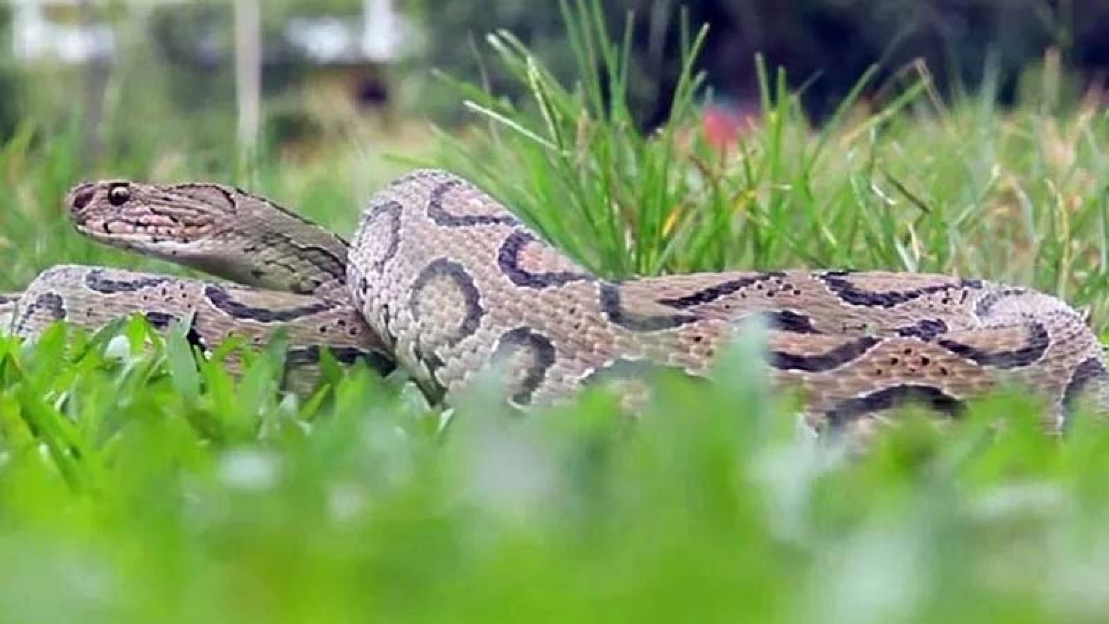 নিয়ামতপুরে বেড়াতে এসে সাপের কামড়ে প্রাণ গেল শিশুর
