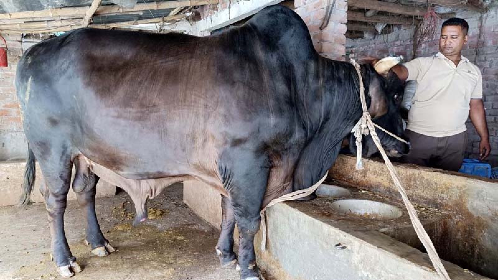 ‘সোনা-মানিক’র দাম ১২ লাখ