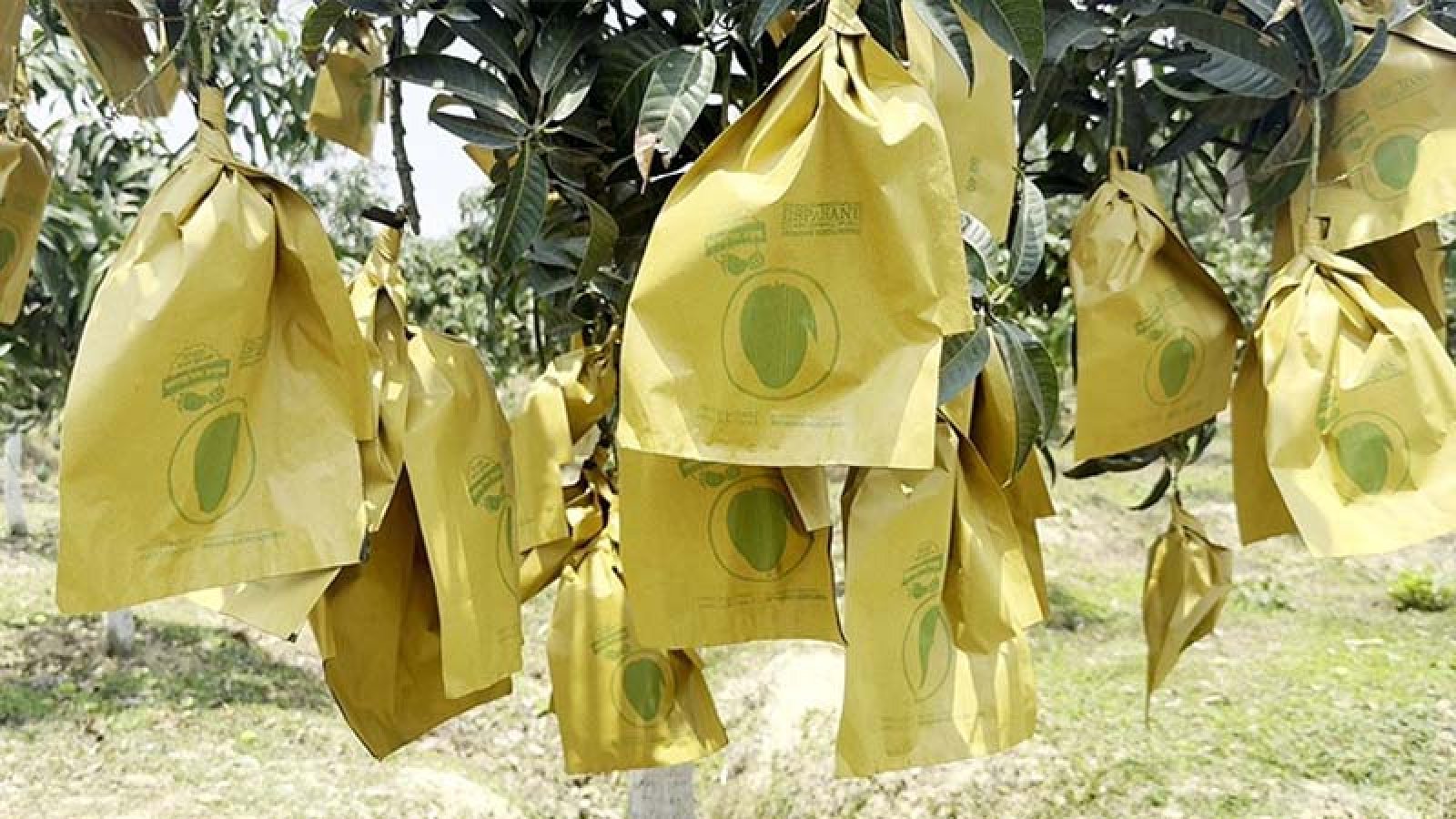 আমের উৎপাদন বাড়লেও রপ্তানি তলানিতে