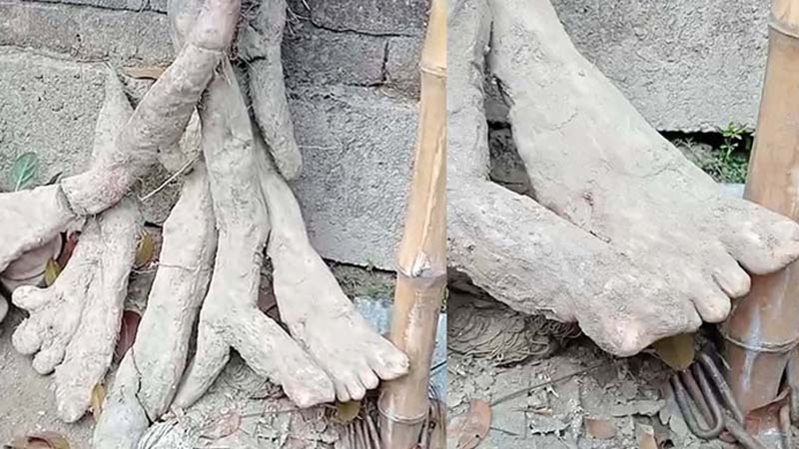 মানুষের হাত-পায়ের আকৃতির মেটে আলু, জনমনে কৌতূহল
