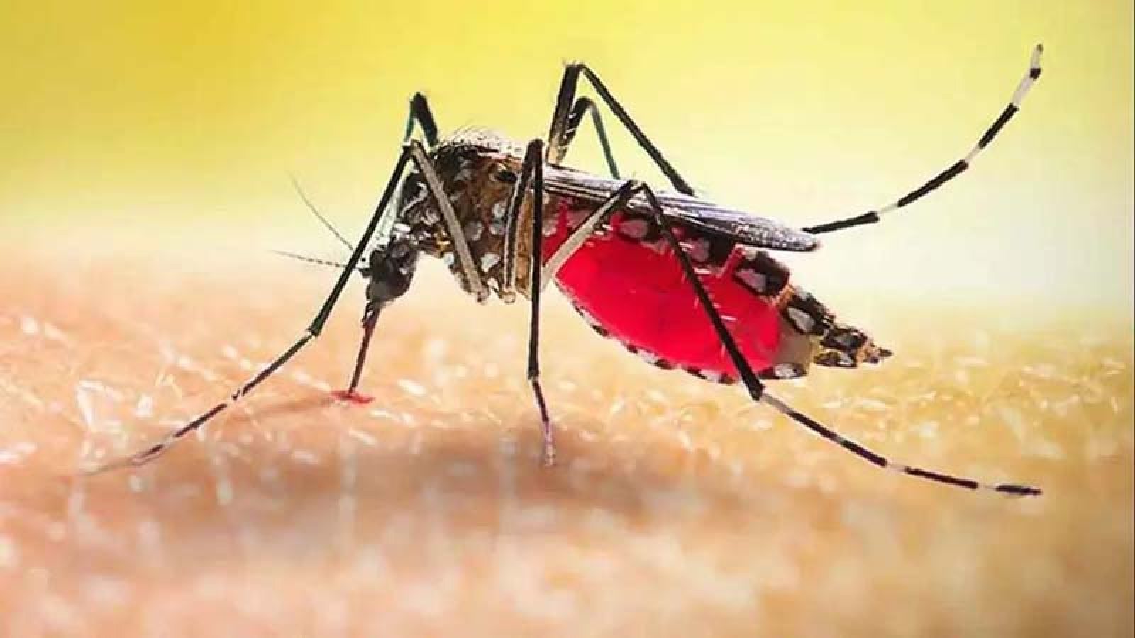 ডেঙ্গুতে মৃত্যু ৩০০ ছুঁইছুঁই