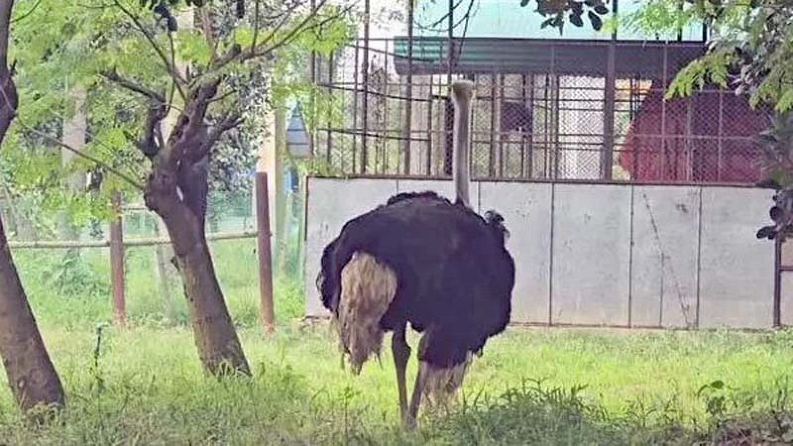 ১৩৪ কোটি টাকার গবেষণা প্রকল্পে ২২ উটপাখির ১৫টিই জবাই!