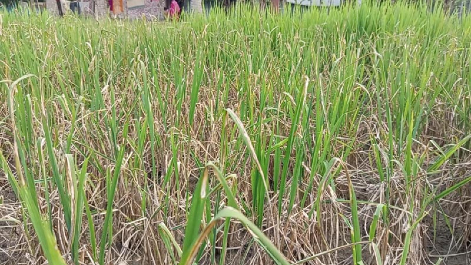 মান্দায় আগাছানাশক দিয়ে ধানগাছ পুড়িয়ে দেয়ার অভিযোগে মামলা