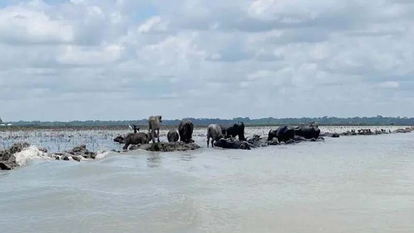 মহিষ চরাতেও দিতে হয় চাঁদা