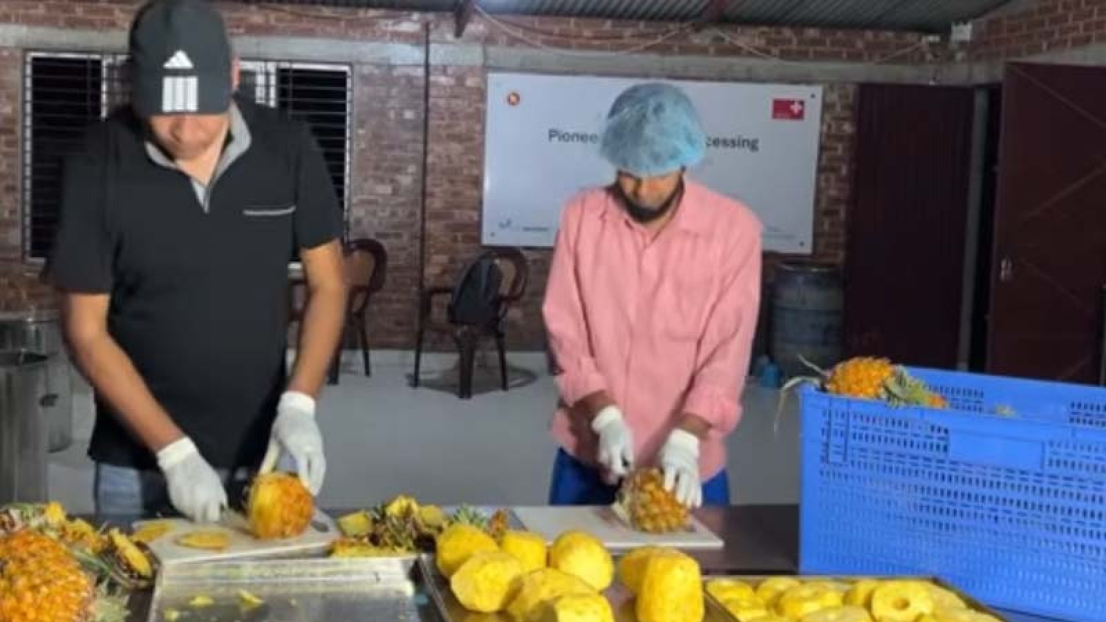 চাঁপাইনবাবগঞ্জে শুরু হলো ড্রাই আনারসের বাণিজ্যিক উৎপাদন