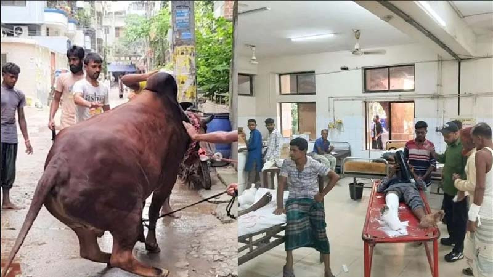 কোরবানির পশুর লাথি-গুঁতায় পঙ্গু হাসপাতালে ৩৩ জন, ১৫ ঘণ্টায় আহত ১৬৮
