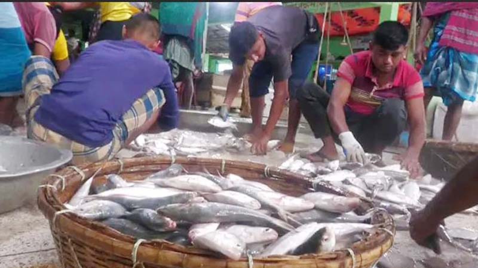 এক সঙ্গে ধরা পড়লো ৪৬ মণ ইলিশ