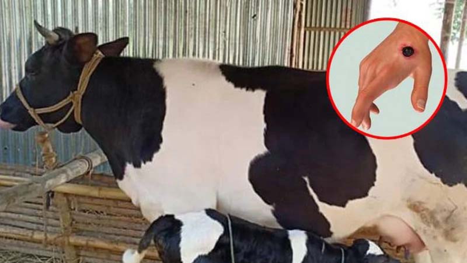 কুষ্টিয়ার দৌলতপুরে চোখ রাঙাচ্ছে অ্যানথ্রাক্স