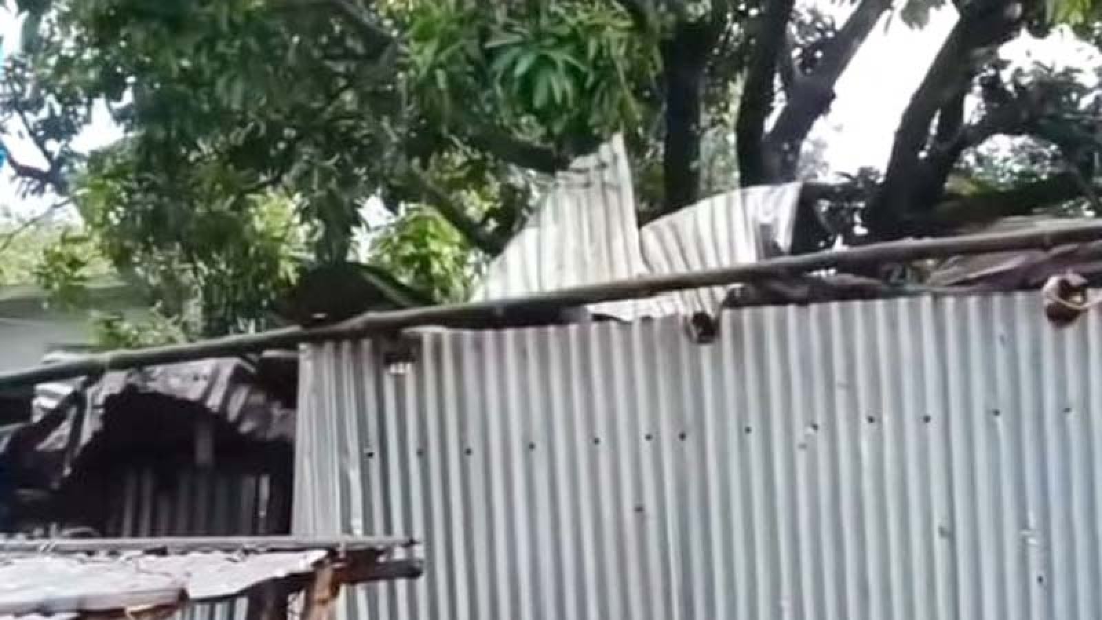 তানোরে আকস্মিক ঝড়ে উড়ে গেলো বাড়ির টিনের চালা