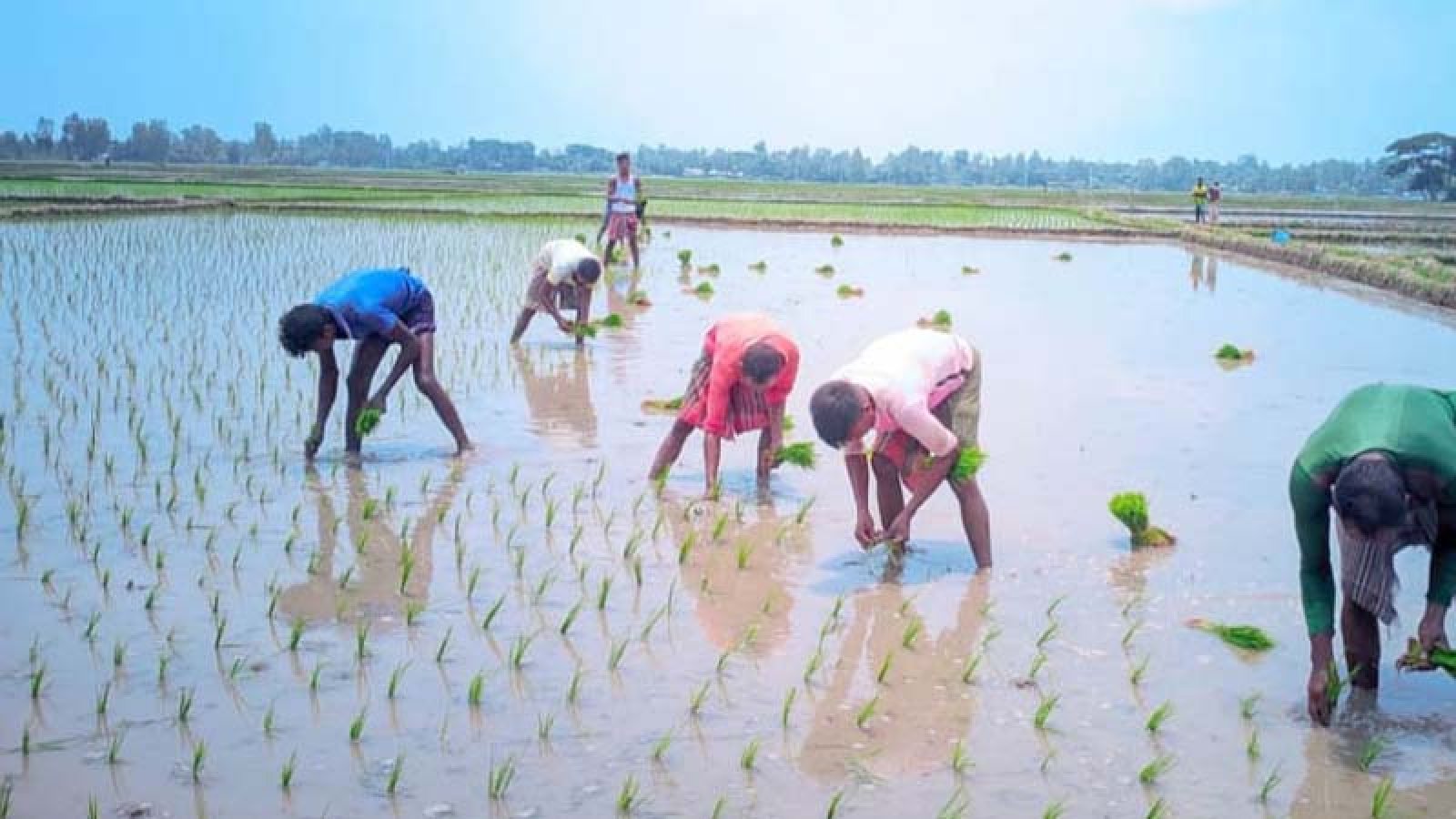 বগুড়ায় উচ্চফলনশীল জাতের আবাদে ঝুঁকছে কৃষকেরা