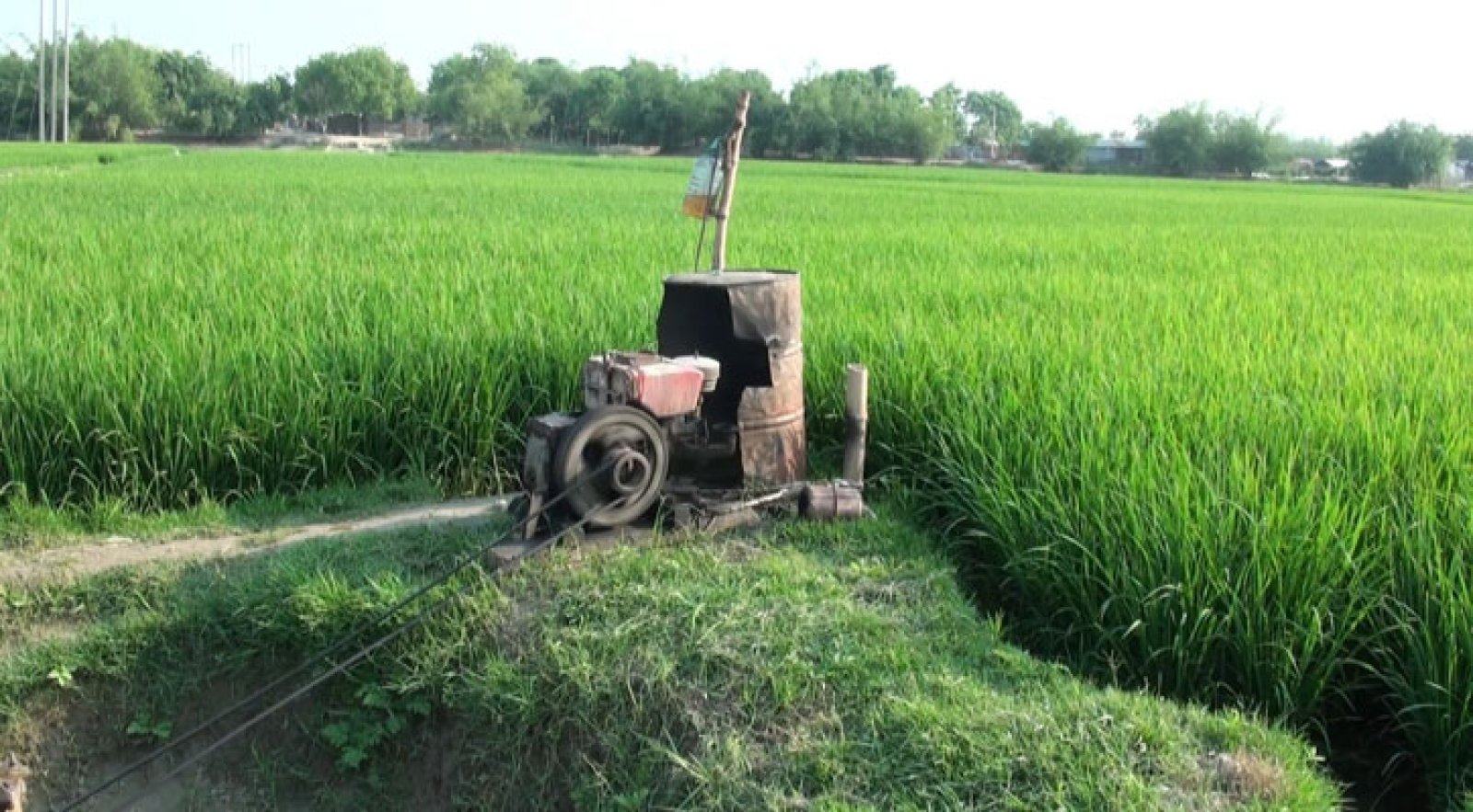 জ্বালানি সংকট ও সেচ স্বল্পতায় লিচুসহ ফসল উৎপাদনে শঙ্কায় কৃষক