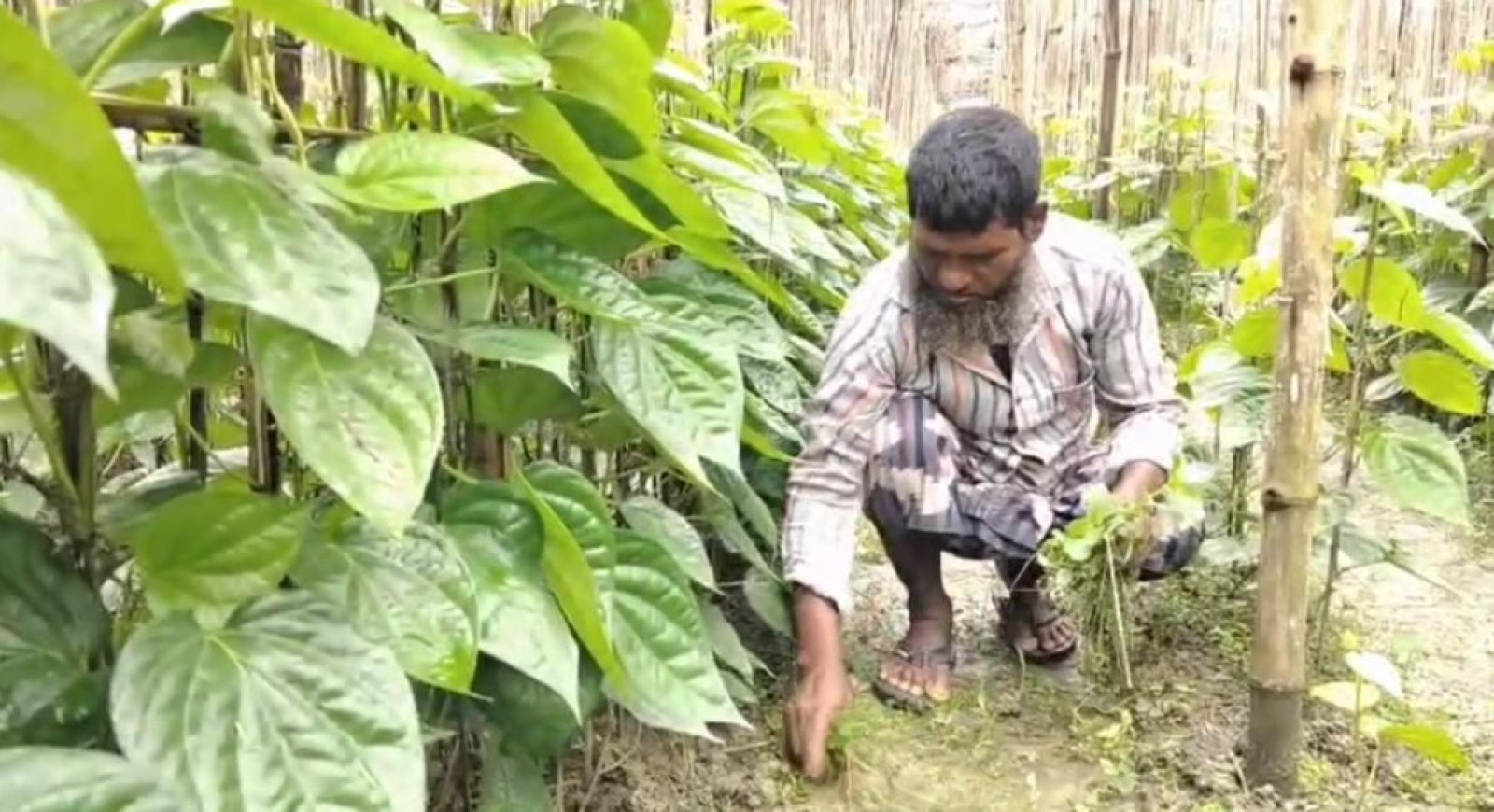 বরেন্দ্রের মাটিতে পান চাষে সফলতা পেয়েছেন রবিউল
