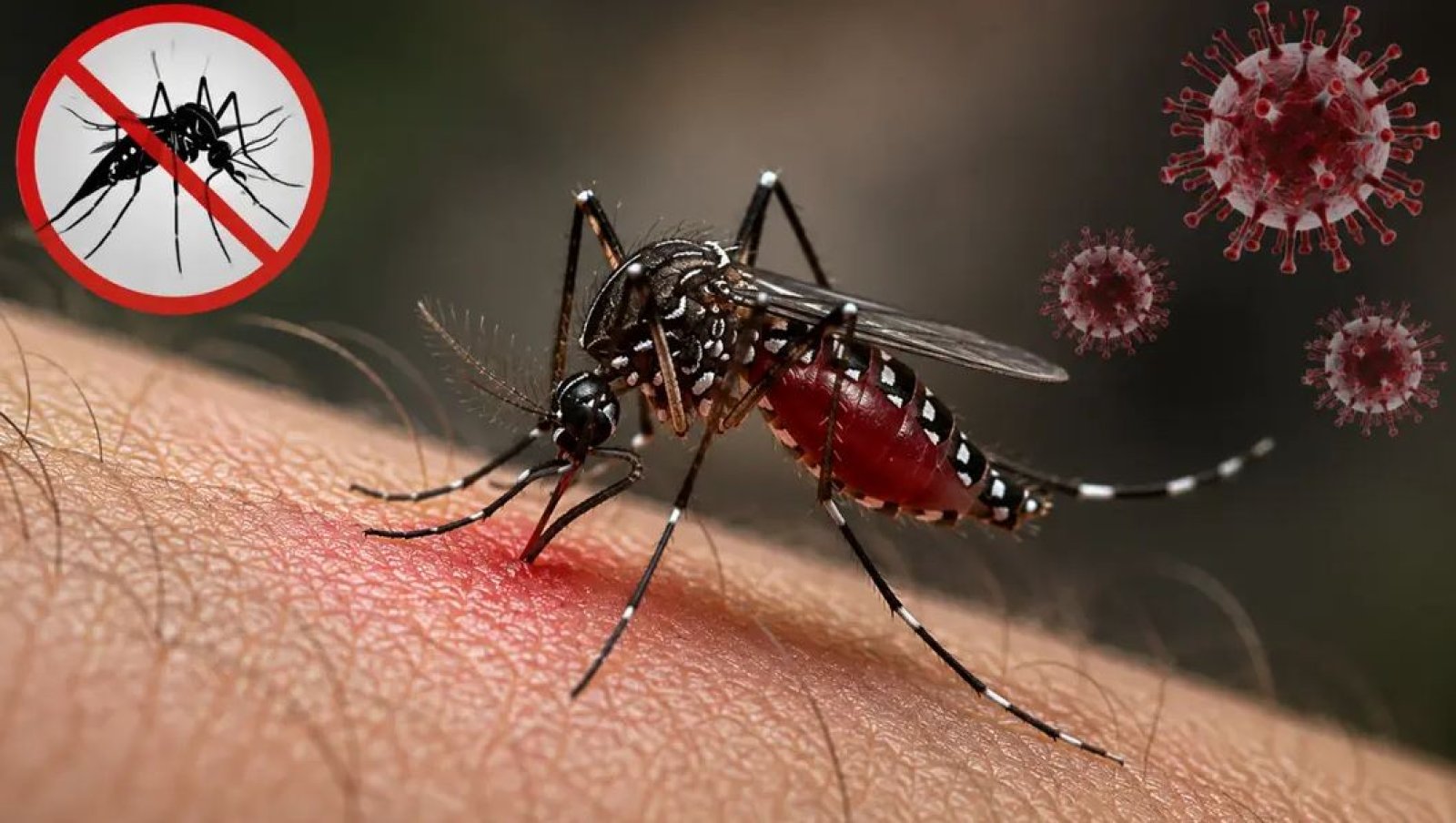 ডেঙ্গুতে আরও ৭ জনের মৃত্যু, আক্রান্ত ১৫৯৩ জন
