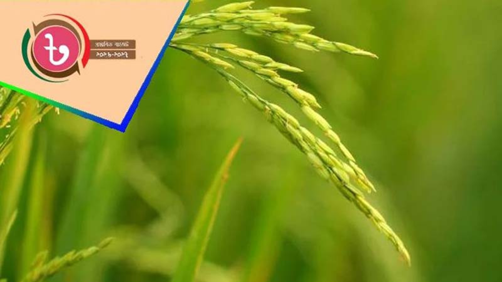 কৃষি খাতে বরাদ্দ ৪৩ হাজার ৩৩৫ কোটি টাকা