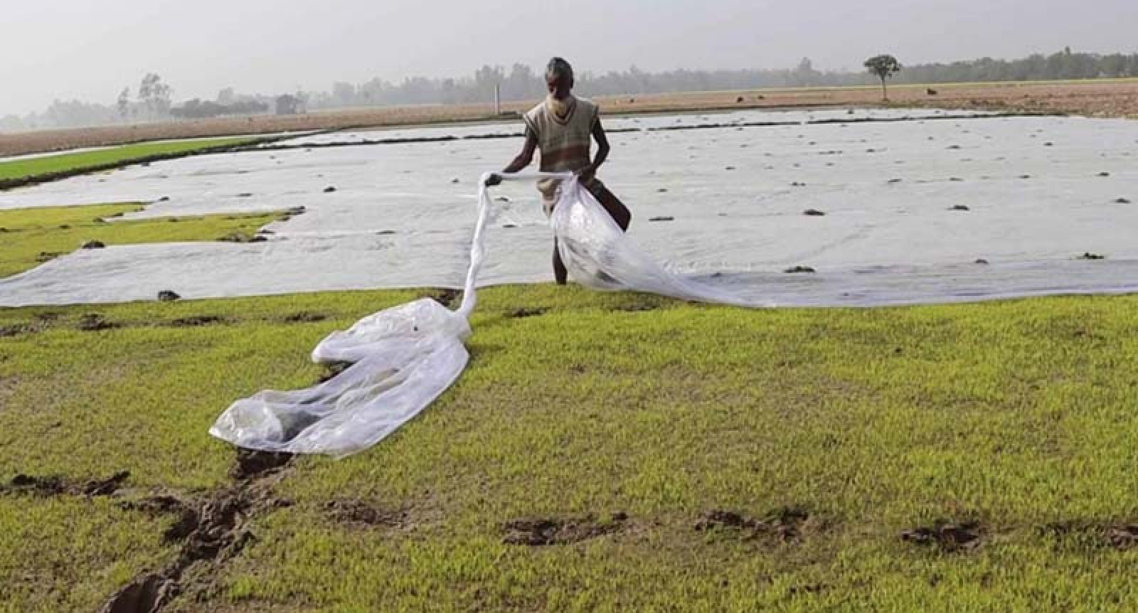 তীব্র শীতে বোরোর বীজতলা নিয়ে সংশয়!