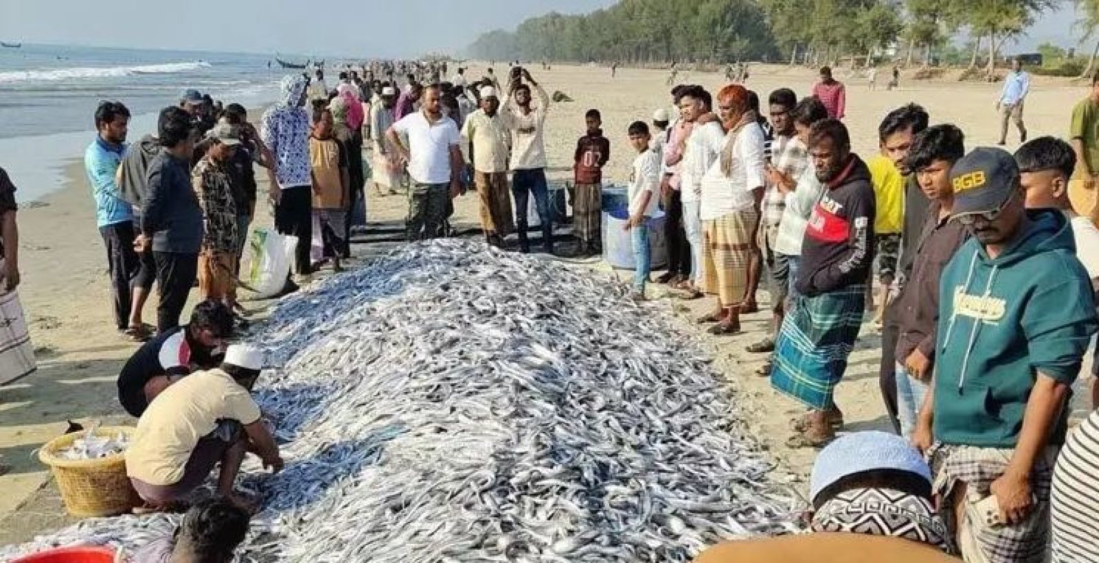 এক জালে ধরা পড়লো ১০৬ মণ ছুরি-ফাইস্যা মাছ, ৯ লাখে বিক্রি