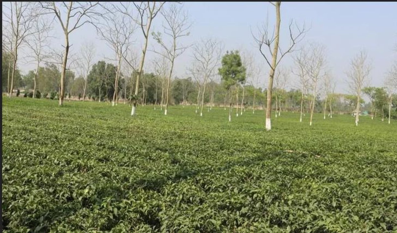 ২ মাস বন্ধ থাকবে উত্তরাঞ্চলের চা-কারখানা
