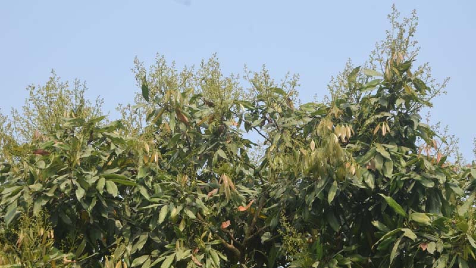 গাছে গাছে লিচুর মুকুল, ভালো ফলনের আশা