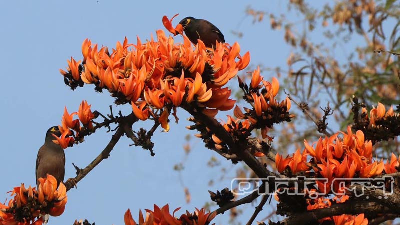 বসন্তের আগেই দেখা মিলেছে পলাশ-শিমুলের