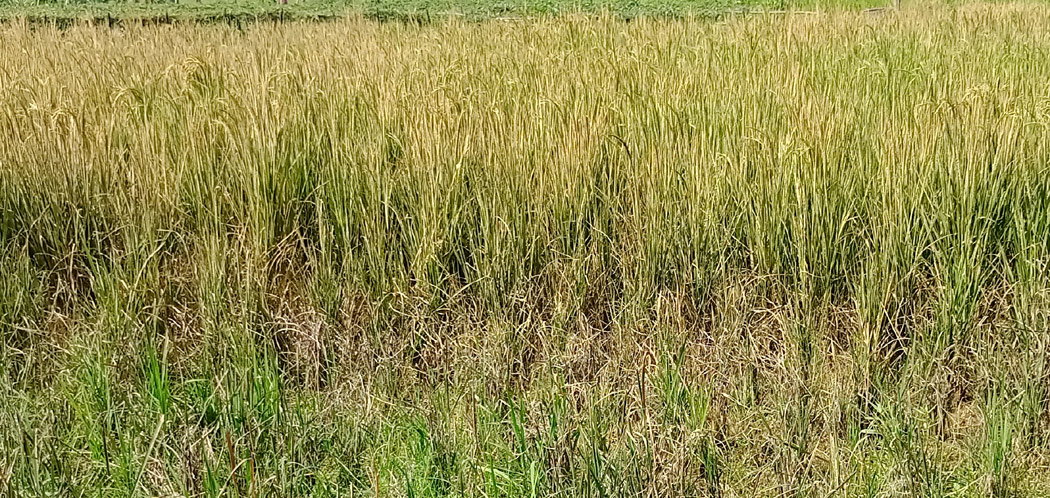 তানোরে বিষাক্ত কীটনাশক স্প্রে করে পোড়ানো হলো পরিপক্ক ধানখেত