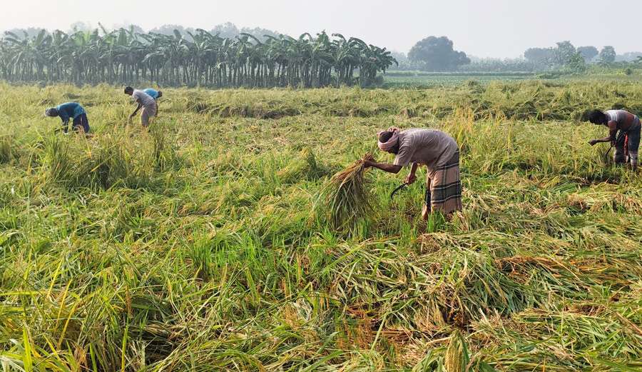 রাজশাহীতে অতিবৃষ্টিতে ১০ কোটি ২৭ লাখ টাকার ফসল নষ্ট, ক্ষতিগ্রস্ত ৪ হাজার দুইশো কৃষক