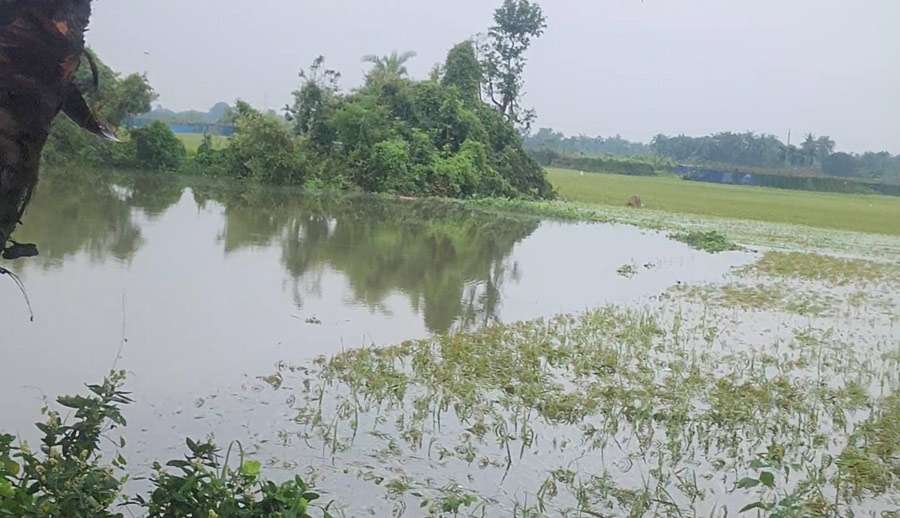 মোহনপুরে অতিবৃষ্টিতে ফসল ও মাছের ক্ষতি ২০ কোটি টাকা