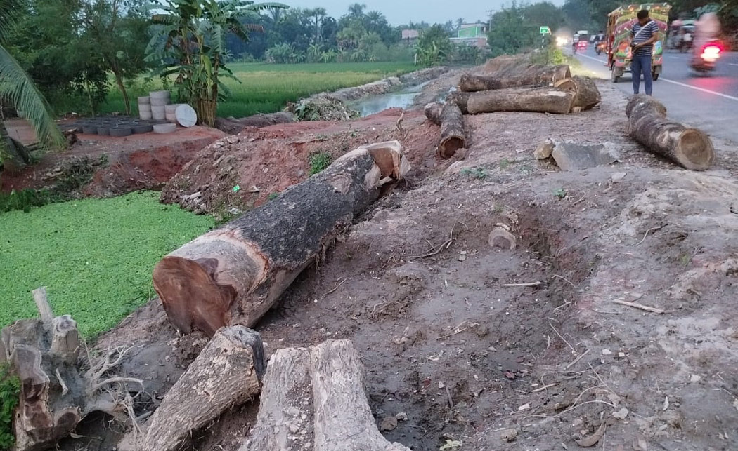 রাজশাহীতে গাছ কাটা বন্ধে চিঠি প্রদান সচেতন নগরবাসীর