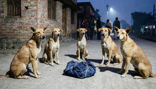 রাস্তায় ফেলে যাওয়া নবজাতককে সারা রাত পাহারা দিল একদল কুকুর