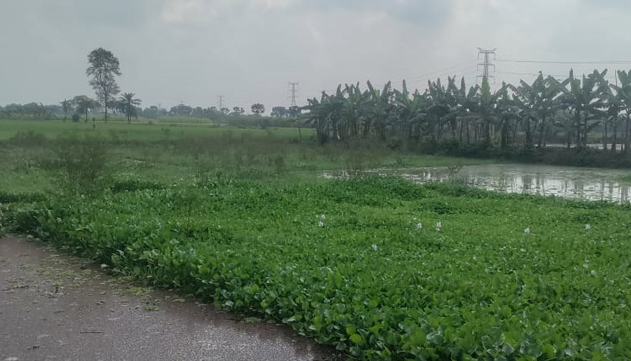 চারঘাটে পানির নিচে কৃষকের স্বপ্ন, অপরিকল্পিত পুকুর খননকে দায়ি করলো কৃষকরা