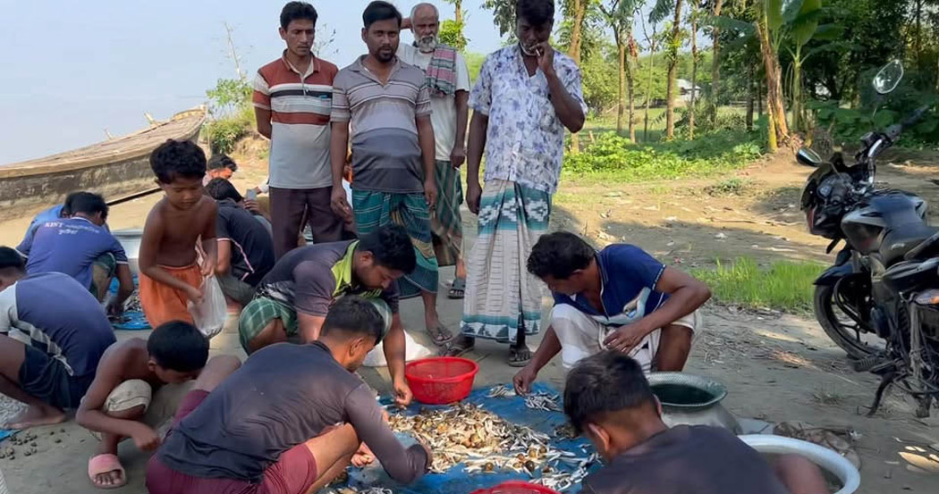 বাঘার কালিদাসখালী ঘাটে বিক্রি হচ্ছে পদ্মার মাছ