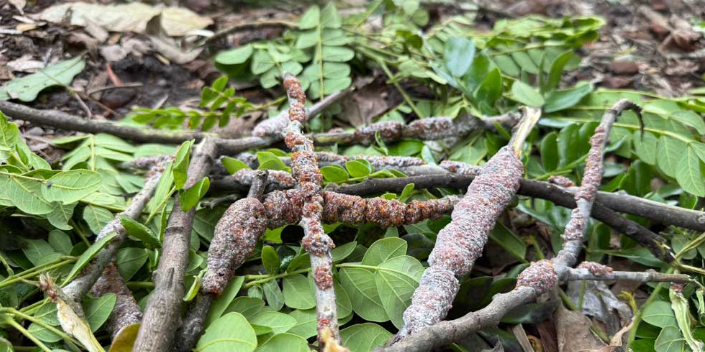 গোপালগঞ্জে জীবিকার নতুন উৎস লাক্ষা পোকার ‘রজন’