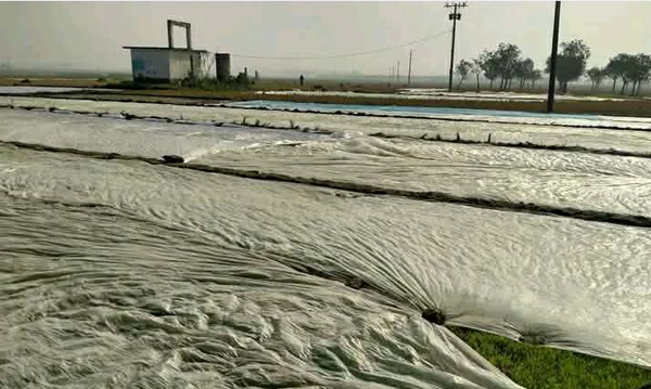 বীজতলা বাঁচাতে পলিথিনের ব্যবহার কৃষকের