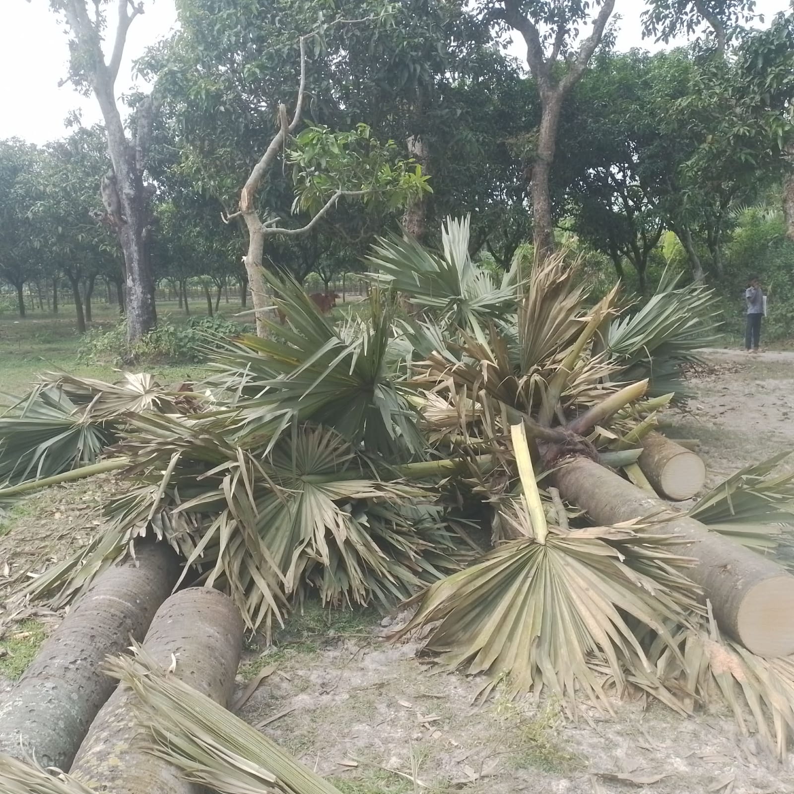 সাপাহারে কবরস্থানের তালগাছ কেটে ফেলার অভিযোগ