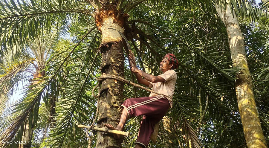 চারঘাটে গাছ থেকে রস সংগ্রহে আগাম কর্মযজ্ঞ শুরু