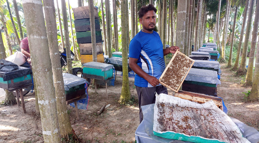 চাকরি ছেড়ে মৌচাষে জীবিকা গড়লেন চারঘাটের আমিনুল