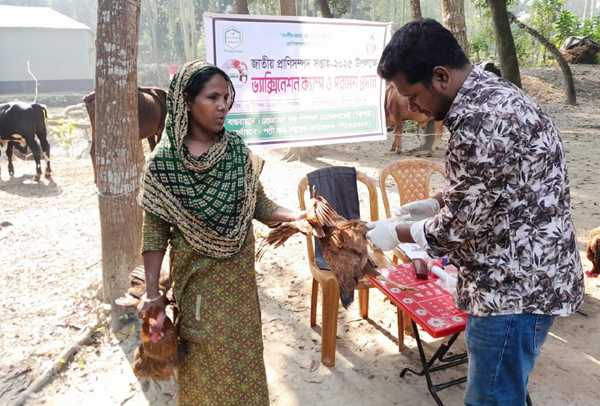 উল্লাপাড়ায় গবাদিপশুর ভেক্সিনেশন ক্যাম্প অনুষ্ঠিত