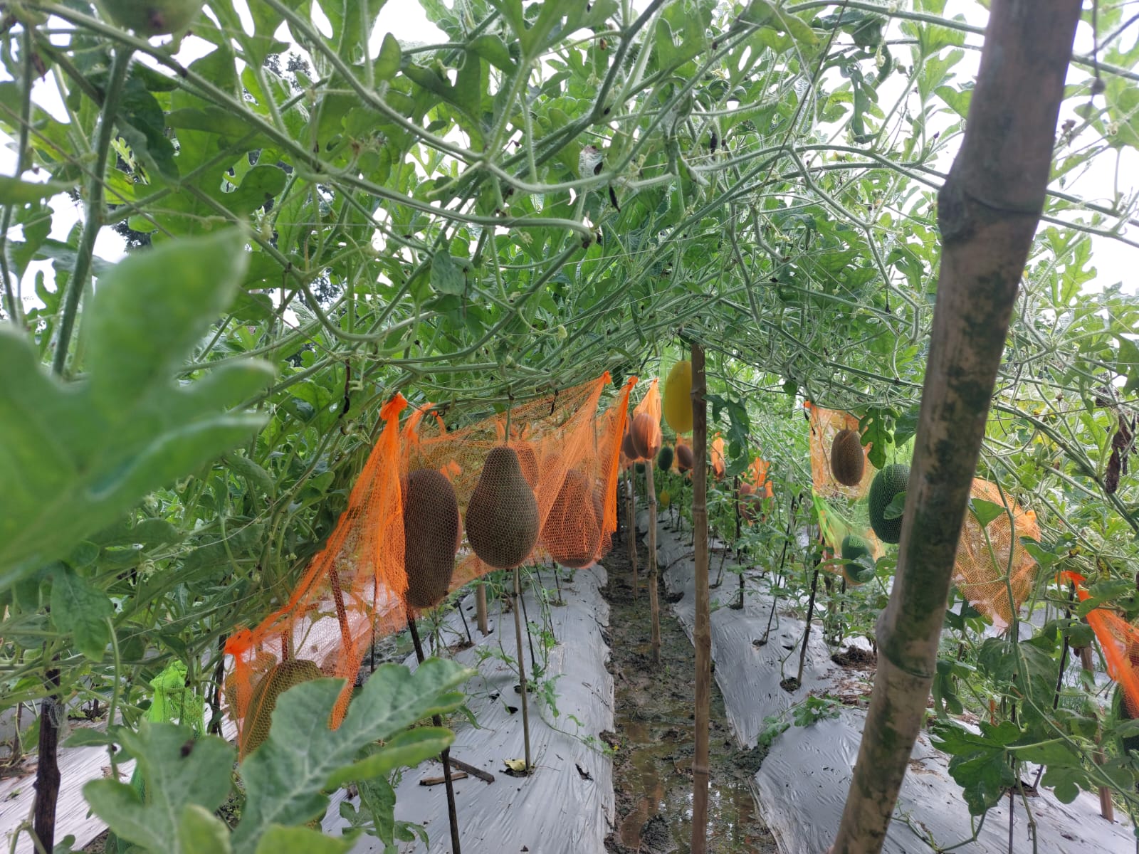 তানোর প্রথমবার অফ-সিজিনাল তরমুজ চাষে স্বপ্ন বুনছেন দুই কৃষক