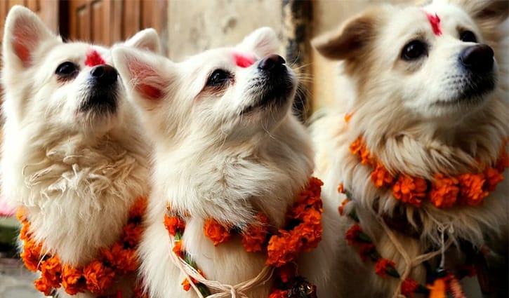 কুকুরদের সম্মানে যে ‘তিহার’ পালন করে নেপাল