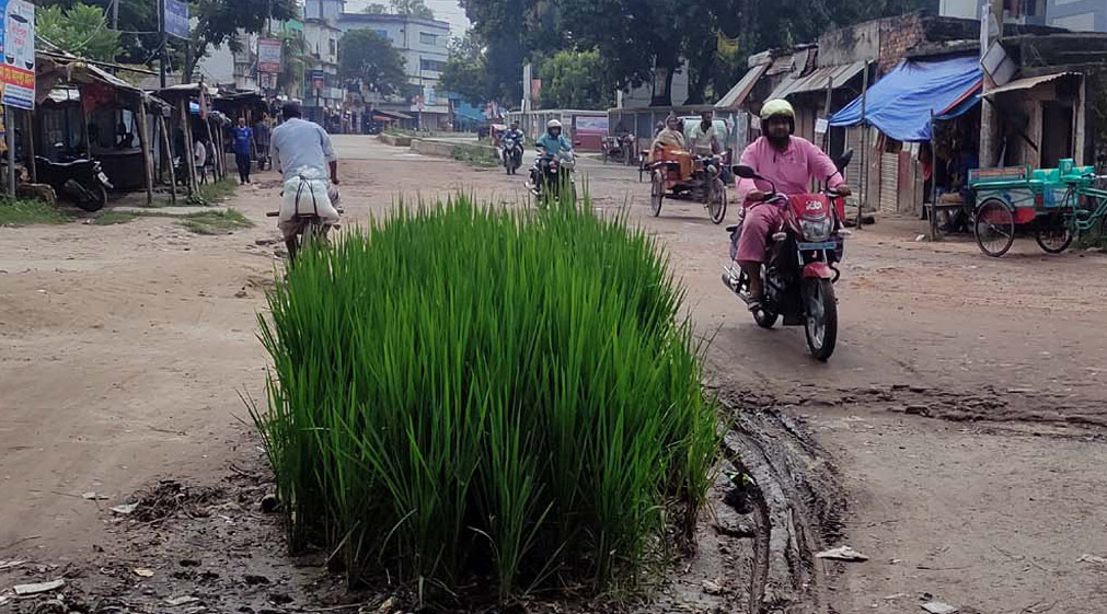 বদলগাছী ব্যস্ততম সড়কে ধান চাষ, দৃষ্টি কাড়ে পথচারীদের