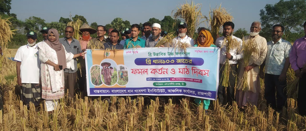 গোদাগাড়ীতে উচ্চ ফলনশীল ব্রি ১০৩ জাত ধানের কর্তন উপলেক্ষে মাঠ দিবস পালিত