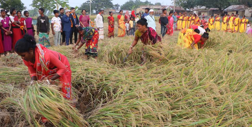 আমনের আশানুরূপ ফলনে উচ্ছ্বসিত চাষিরা