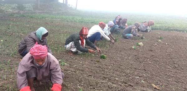 ঈশ্বরদীতে সর্বনিম্ন তাপমাত্রা ১০ ডিগ্রিতে শীত উপেক্ষা করে ঈশ্বরদীা মাঠে মাঠে পেঁয়াজের চারা রোপনে ব্যস্ত কৃষক