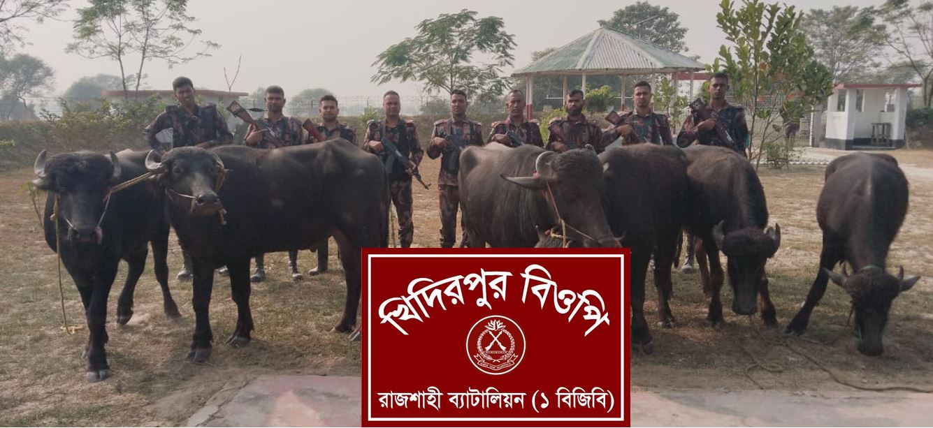 বিজিবি’র অভিযানে পদ্মার মিডিলচর থেকে ১৫টি ভারতীয় মহিষ জব্দ