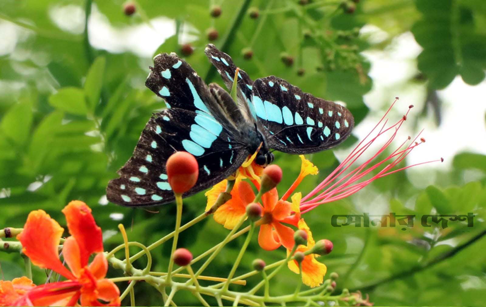 মধু আহরণে ব্যস্ত প্রজাপতি। প্রজাপতিরা মুক্ত ডানায় ঘুরে বেড়ায়। ফুলে ফুলে বসে বাহারি সব প্রজাপতি। ছবি: শরিফুল ইসলাম তোতা।