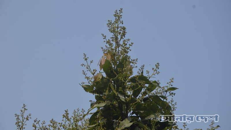 বসন্তের নরম রোদে সোনালি হয়ে উঠেছে লিচুগাছের মুকুল। আসছে রসাল, টসটসে লিচুর মৌসুম। ছবিগুলো তুলেছেন আলী এহসান তুহিন।