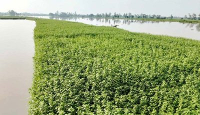 বগুড়ায় অতিবৃষ্টিতে ৪শ’ হেক্টর জমির ফসল নিমজ্জিত