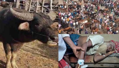 জামালপুরে পশুর হাটে মহিষের আক্রমণে দুইজনের মৃত্যু